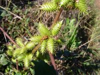 Xanthium strumarium fl7-t.JPG